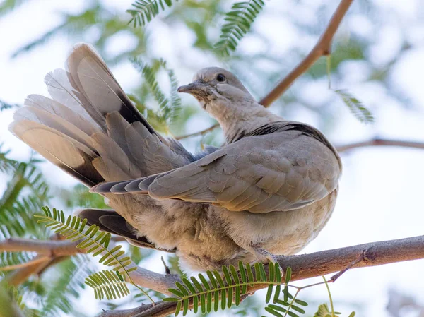 Arizona Häufigster Und Weit Verbreiteter Wildvogel Die Trauertaube — Stockfoto