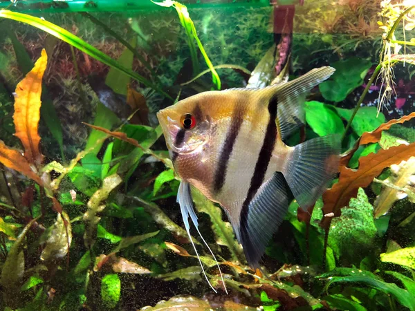 Angelfish Com Listras Pretas Prateadas Ouro Fundido Seu Topo Aquário — Fotografia de Stock