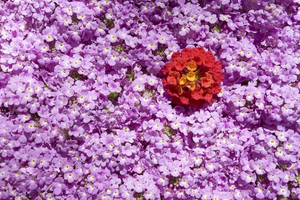 Ρύθμιση Του Ροζ Και Κόκκινο Κήπο Άνοιξη Λουλούδια Γκρο Πλαν — Φωτογραφία Αρχείου
