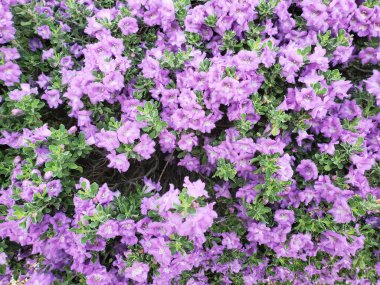 Salvia arizonica çöl veya mor mavi Arizona adaçayı bitki örtüsü