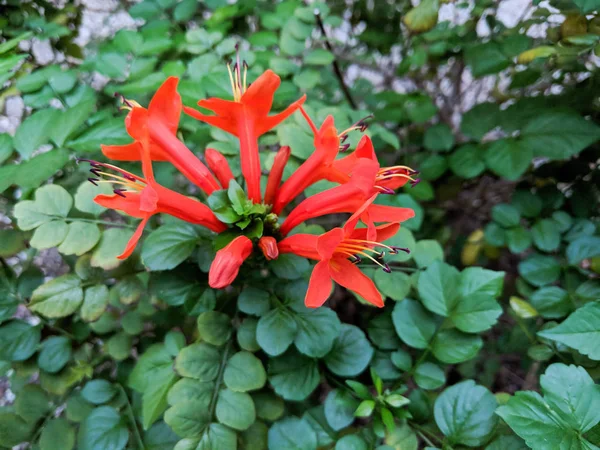 Närbild Blommande Arizona Kaprifol Buske Tidig Höstmorgon — Stockfoto