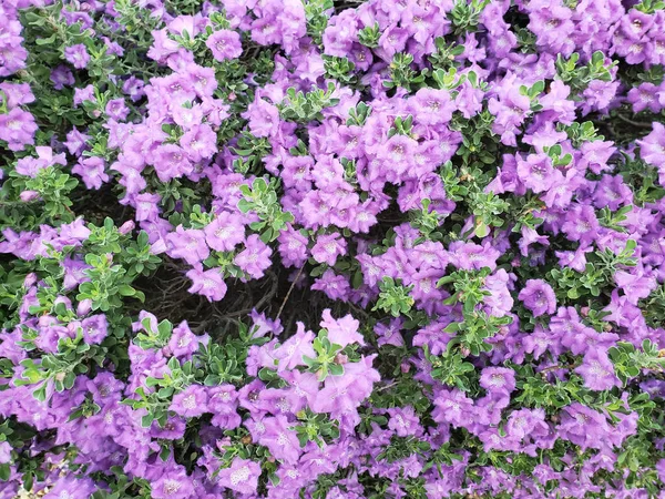 Έρημος Salvia Arizonica Μωβ Μπλε Αριζόνα Φασκόμηλο Φύλλωμα — Φωτογραφία Αρχείου