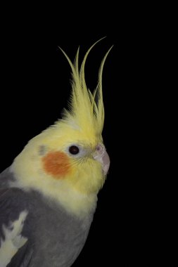 Gri petsupplies sarı baş ve kırmızı yanak, portre siyah