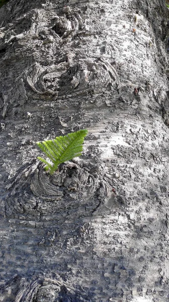 トランクから出してすぐ成長している小さな緑の枝でノーフォーク島マツ樹皮 — ストック写真