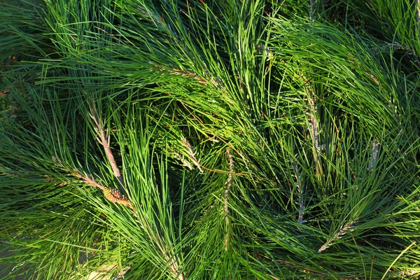 カット緑渦巻きの鬱蒼とした松の木背景 — ストック写真