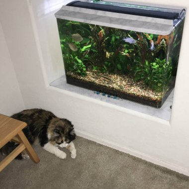 Sessizce akvaryum duvar niş içinde yanında oturan kedi