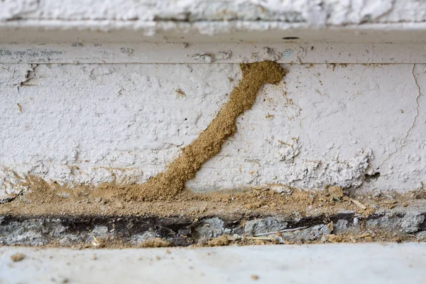 Tunnel Boue Aérienne Tube Termites Souterrains — Photo