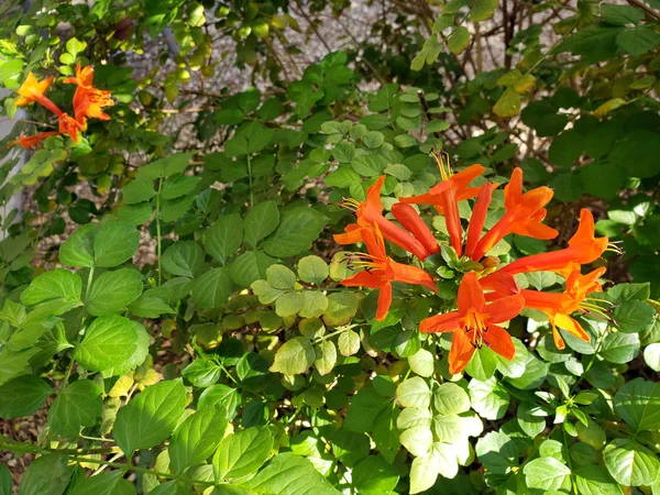 Närbild Blommande Arizona Kaprifol Buske Tidig Höstmorgon — Stockfoto