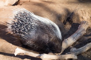 Afrika oklu kirpi (Hystrix cristata) kuru tahta sopa kontrol