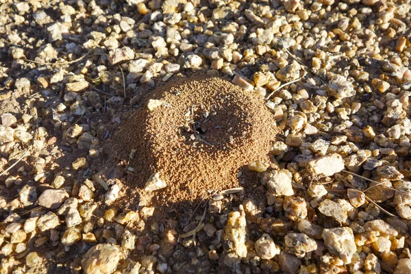 Dunkelbrauner Ameisenhaufen Mit Lehmwänden Umgeben Von Kleinen Felsen Flache Wassertiefe — Stockfoto