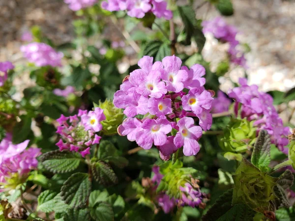 Floración Arbusto Baja Altura Lantana Montevidensis Utilizado Estilo Del Desierto — Foto de Stock