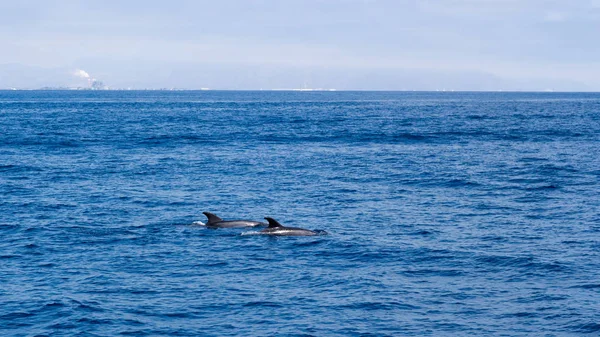 Пара Дельфинов Плавающих Открытом Океане Недалеко Побережья Вентуры Южная Калифорния — стоковое фото