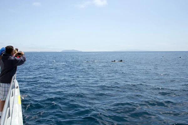 Channels Islands Usa Julio 2013 Turista Disfrutando Fascinante Espectáculo Delfines — Foto de Stock