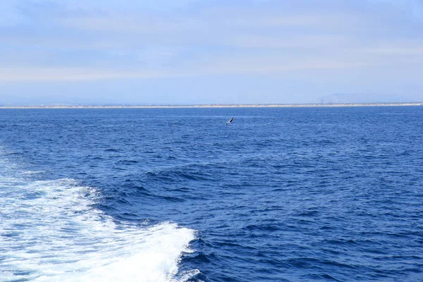 Playful dolphins swimming in open ocean waters near Ventura coast, Southern California