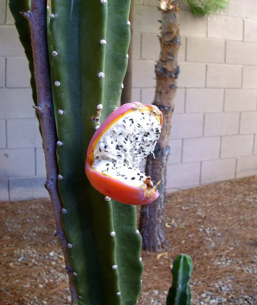 Otwarte Czerwonych Owoców Białe Wypełnienie Czarny Drobnych Nasion Arizona Podwórku — Zdjęcie stockowe