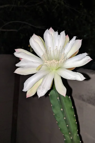 Cactus Cereus Sin Espinas Flor Con Flor Blanca Abierta Listo —  Fotos de Stock