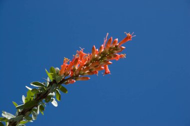 Ocotillo kaktüs çiçek bahar karşı mavi gökyüzü