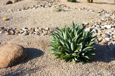 Desert landscaping with native drought tolerant Agave succulents, golden barrel cacti, natural boulder and rocks in Phoenix, Arizona clipart
