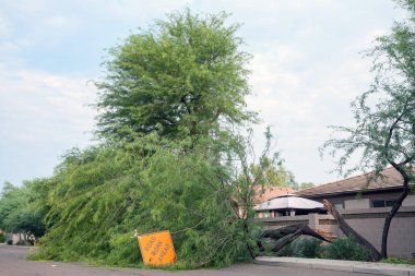 Sonra yıllık yaz muson fırtına Phoenix, Arizona düşmüş mesquite ağacı ile yurt sokak
