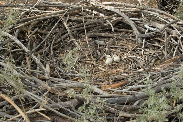 Wielkie Gniazdo Jajami — Zdjęcie stockowe