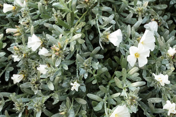 Campana Blanca Cama Flores Las Primeras Horas Mañana — Foto de Stock