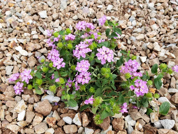 Floración Arbusto Baja Altura Lantana Montevidensis Utilizado Estilo Del Desierto — Foto de Stock