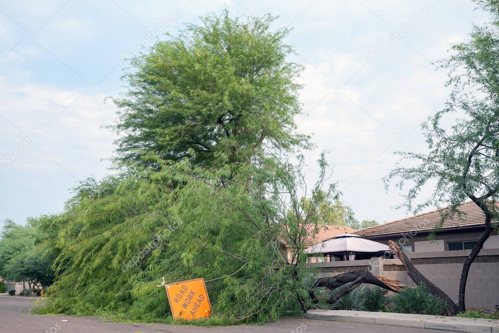 Residential street with a fallen mesquite tree after annual summer monsoon storm in Phoenix, Arizona