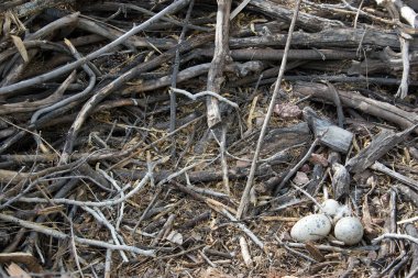 Büyük yuva yumurta ile
