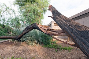 Eski bir mesquite ağacı yıllık yaz muson fırtına Phoenix, Arizona sonra kırık gövde