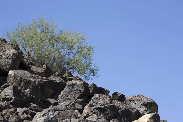 孤独的灌木在石头岩石对天空背景 — 图库照片