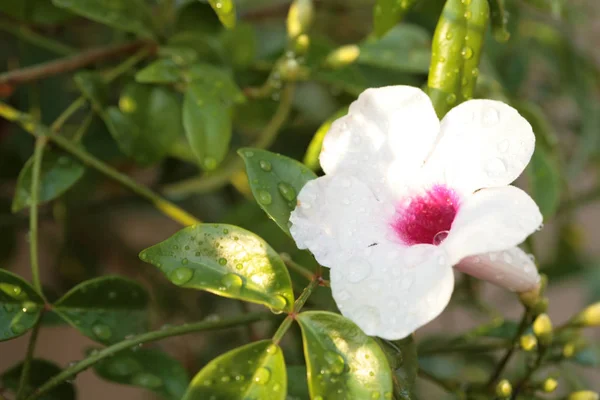 Flor Campana Vid Verde Las Primeras Horas Mañana — Foto de Stock