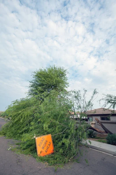 피닉스 애리조나에 폭풍우 나무와 — 스톡 사진
