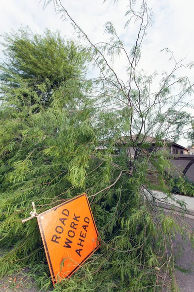 フェニックス アリゾナ州の毎年恒例の夏のモンスーン嵐の後の倒れた古いメスキート木と住宅街 — ストック写真