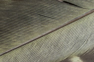 Gri Cockatail tüy portre