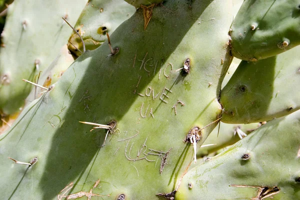 Uwaga Cierniste Miłości Między Ciernie Kaktusów — Zdjęcie stockowe