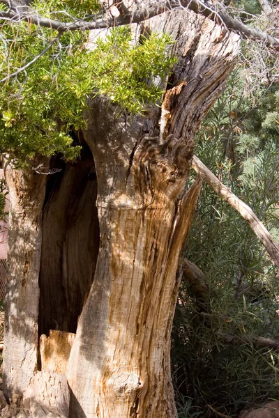 Aged Hollow Tree Trunk — Stock Photo, Image