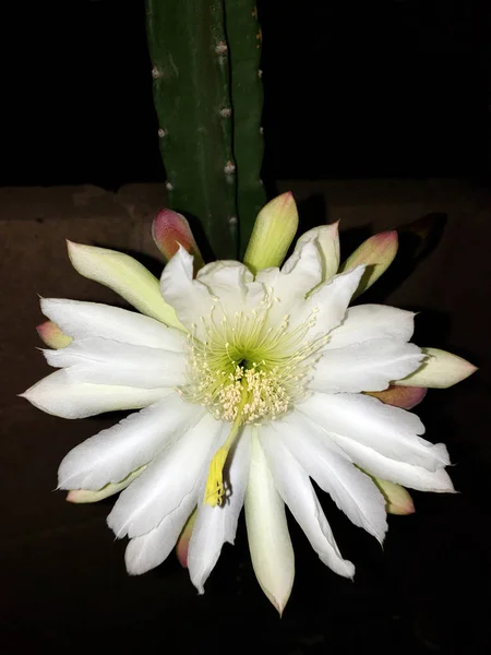 Cactus Cereus Sin Espinas Flor Con Flor Blanca Abierta Listo —  Fotos de Stock
