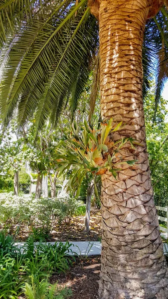 Elefantgjemsel Bakside Guadalupe Island Palm Hjemmehørende Vest Mexico Vokser Ofte – stockfoto
