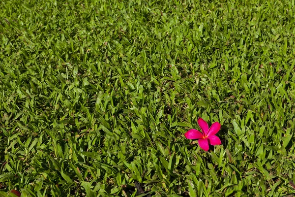 Flor Lei Orquídea Roja Sobre Hierba Verde Tema Fondo Hawaiano —  Fotos de Stock