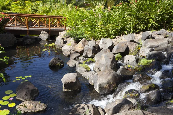 ロータス ユリと緑豊かな熱帯庭園の水の流れ — ストック写真