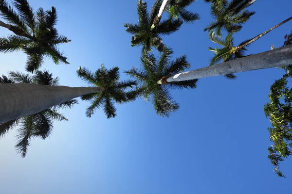 Crowns Super Tall Palms Reaching Blue Sky — Stock Photo, Image