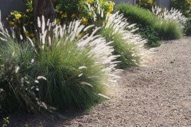 Dense and robust clumping Fountain grass growing in Arizona residential suburban roadside clipart