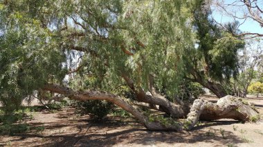 Rüzgar tarafından California kuraklığa dayanıklı biber ağacı devirdi