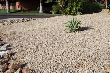 Xeriscaping with native desert drought tolerant succulents and cacti  in the streets of capital Arizona city of Phoenix clipart
