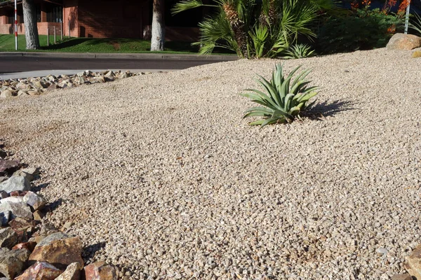 Xeriscaping Con Suculentas Cactus Tolerantes Sequía Desierto Nativo Las Calles — Foto de Stock