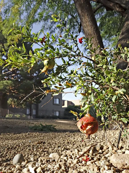 Rachadura Fruta Madura Aberta Romã Anã Arbusto — Fotografia de Stock