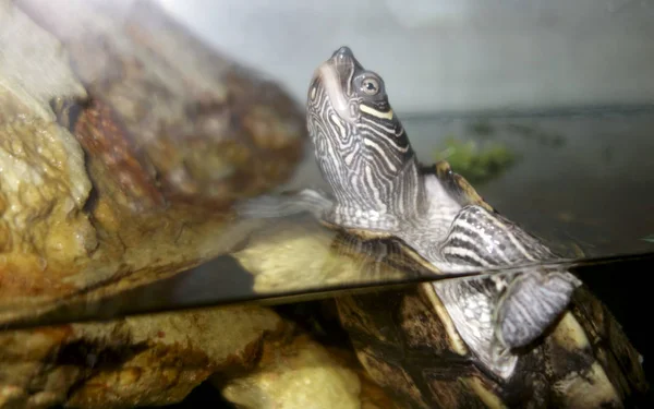 Tortuga Nadando Hacia Arriba Acuario Agua Dulce — Foto de Stock