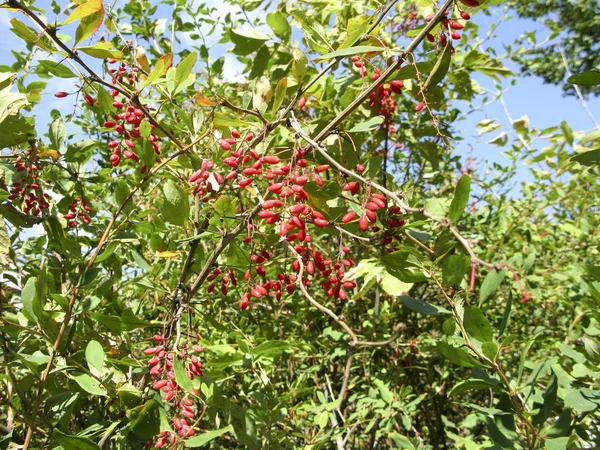 Cornelian Cherries Branches Blue Sky Background — Stock Photo, Image