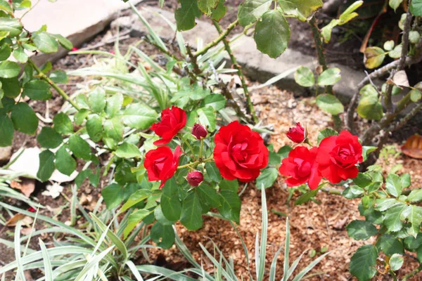 Rosas Rojas Jardín Cactus Primer Plano — Foto de Stock