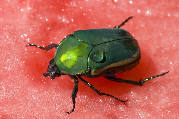 Mittagszeit Für Großen Grünen Käfer Auf Roter Wassermelone — Stockfoto
